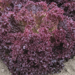 Sałata Solos 5000 nasion Primed Pellets  ST